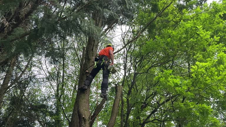 Best Fruit Tree Pruning  in Montpelier, VT